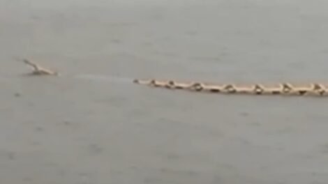 video-flagra-“cobra-gigante”-atravessando-acude-em-crateus,-no-interior-do-ceara