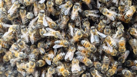 uma-pessoa-morre-apos-ataque-de-abelhas-em-morada-nova,-no-interior-do-ceara