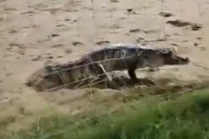 jacare-e-visto-em-campo-de-futebol-no-centro-de-itaitinga,-no-ceara