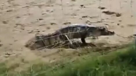 jacare-e-visto-em-campo-de-futebol-no-centro-de-itaitinga,-no-ceara