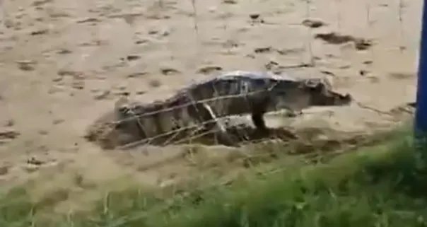 jacare-e-visto-em-campo-de-futebol-no-centro-de-itaitinga,-no-ceara