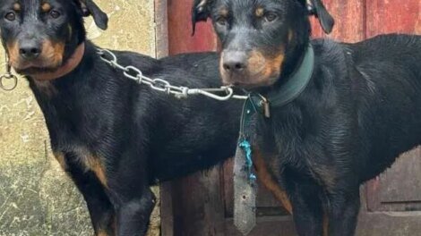 dois-caes-da-raca-rottweiler-sao-resgatados-em-situacao-de-maus-tratos-na-barra-do-ceara