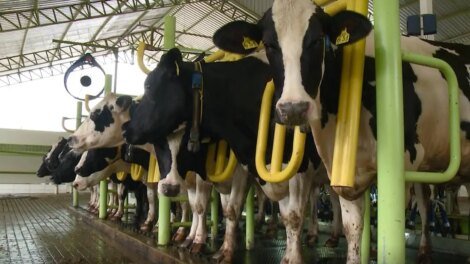 producao-de-leite-em-quixeramobim-gera-receita-de-ate-r$-16-milhoes-por-dia