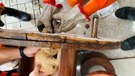 bombeiros-resgatam-filhote-de-gato-que-ficou-com-a-cabeca-presa-em-um-carretel-de-madeira