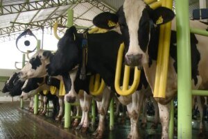 producao-de-leite-em-quixeramobim-gera-receita-de-ate-r$-16-milhoes-por-mes