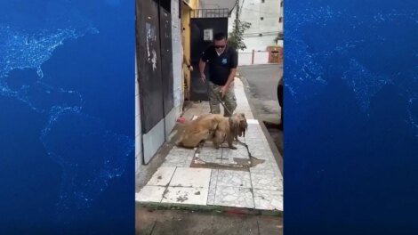 abril-laranja:-campanha-busca-conscientizar-sociedade-contra-maus-tratos-a-animais