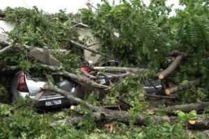 queda-de-arvores-expoe-moradores-a-riscos-e-causam-prejuizos-em-fortaleza