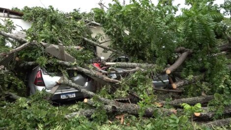 queda-de-arvores-expoe-moradores-a-riscos-e-causam-prejuizos-em-fortaleza