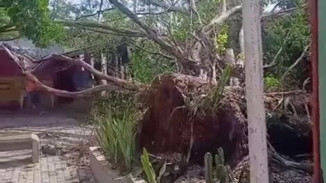 arvore-cai-em-via-no-bairro-jose-walter,-em-fortaleza,-apos-fortes-chuvas