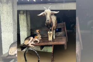 abrigo-faz-campanha-por-doacoes-apos-alagamento-e-morte-de-animais-em-caucaia-(ce)