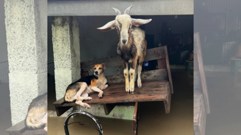 abrigo-faz-campanha-por-doacoes-apos-alagamento-e-morte-de-animais-em-caucaia-(ce)