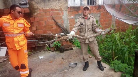 bombeiros-resgatam-jiboia-de-quase-2-metros-em-ipueiras,-no-ceara
