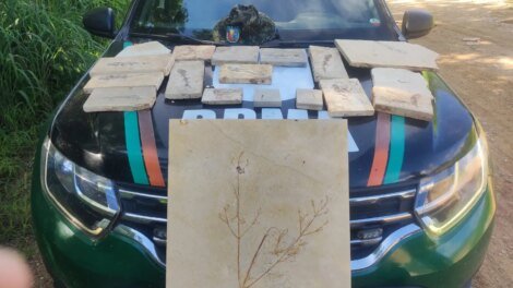 fosseis-pre-historicos-sao-recolhidos-em-pedreiras-no-cariri