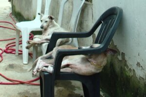 apos-fortes-chuvas,-abrigo-precisa-de-ajuda-para-transferir-animais-em-caucaia/ce