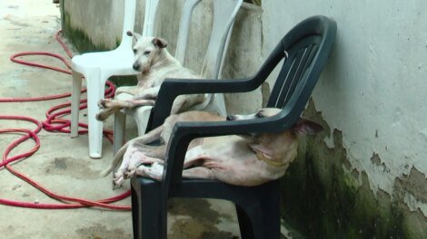 apos-fortes-chuvas,-abrigo-precisa-de-ajuda-para-transferir-animais-em-caucaia/ce