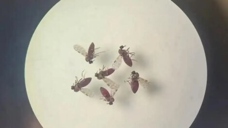 fortaleza-confirma-primeiro-caso-de-febre-oropouche;-ceara-ja-soma-310-registros-em-2025