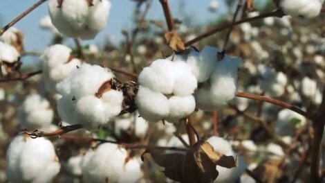 com-investimentos,-producao-de-algodao-volta-a-movimentar-economia-do-ceara