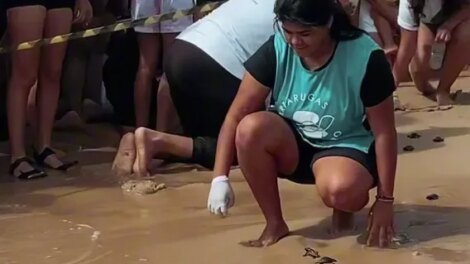 250-ovos-de-tartaruga-eclodem-na-praia-do-futuro,-em-fortaleza;-veja-o-video