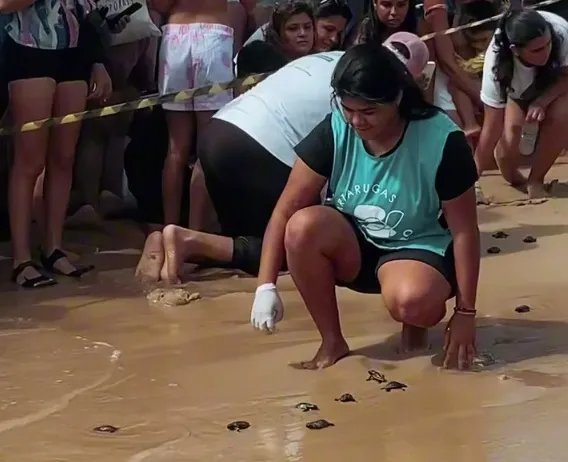 250-ovos-de-tartaruga-eclodem-na-praia-do-futuro,-em-fortaleza;-veja-o-video