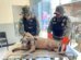 policia-militar-resgata-cachorro-que-estava-submerso-em-lamacal,-no-crato/ce