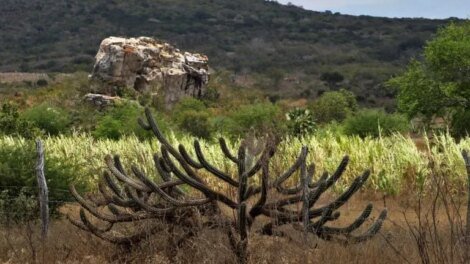 desmatamento-na-caatinga-cresce-28%-em-um-ano-e-alerta-para-desertificacao-no-ceara