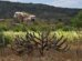 desmatamento-na-caatinga-cresce-28%-em-um-ano-e-alerta-para-desertificacao-no-ceara