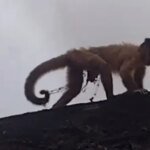 macaco-prego-acorrentado-e-resgatado-pela-guarda-municipal-em-bairro-de-fortaleza