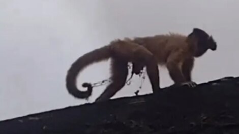 macaco-prego-acorrentado-e-resgatado-pela-guarda-municipal-em-bairro-de-fortaleza