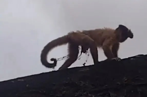 macaco-prego-acorrentado-e-resgatado-pela-guarda-municipal-em-bairro-de-fortaleza