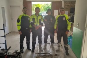 jacare-e-resgatado-por-agentes-de-transito-na-praia-do-cumbuco