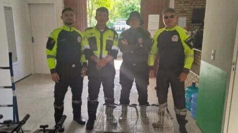 jacare-e-resgatado-por-agentes-de-transito-na-praia-do-cumbuco