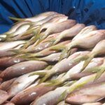 pesca-ilegal:-ibama-apreende-uma-tonelada-de-pargo-e-guaiuba-no-porto-de-camocim/ce