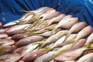 pesca-ilegal:-ibama-apreende-uma-tonelada-de-pargo-e-guaiuba-no-porto-de-camocim/ce