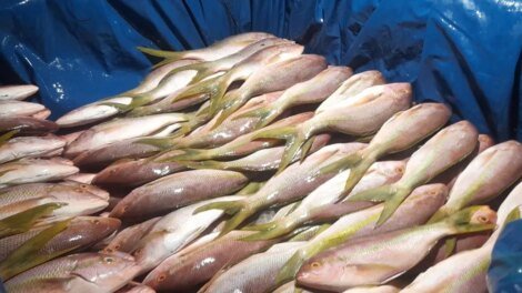 pesca-ilegal:-ibama-apreende-uma-tonelada-de-pargo-e-guaiuba-no-porto-de-camocim/ce