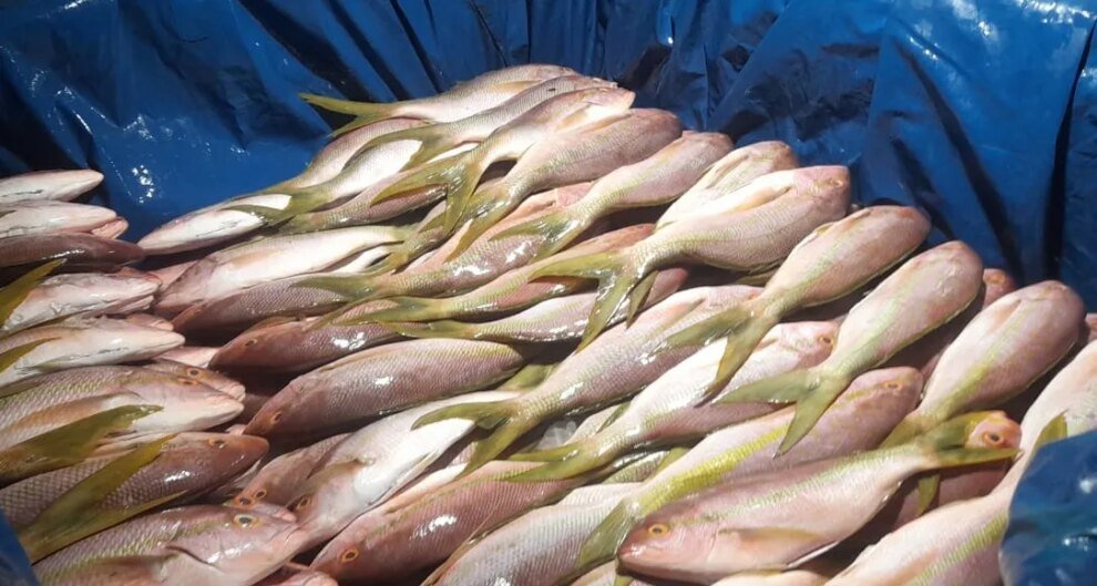 pesca-ilegal:-ibama-apreende-uma-tonelada-de-pargo-e-guaiuba-no-porto-de-camocim/ce