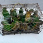 operacao-da-policia-militar-apreende-81-animais-silvestres-na-feira-da-parangaba,-em-fortaleza