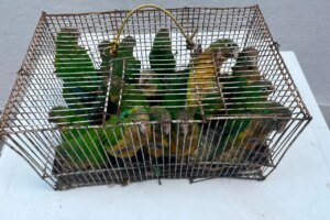 operacao-da-policia-militar-apreende-81-animais-silvestres-na-feira-da-parangaba,-em-fortaleza