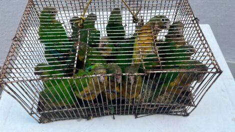 operacao-da-policia-militar-apreende-81-animais-silvestres-na-feira-da-parangaba,-em-fortaleza