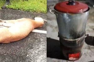 onca-morre-atropelada-e-moradores-relatam-ter-feito-sopa-com-carne-do-animal-no-ceara