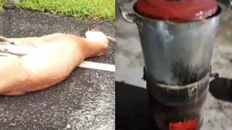 onca-morre-atropelada-e-moradores-relatam-ter-feito-sopa-com-carne-do-animal-no-ceara