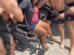 pms-se-jogam-em-canal,-salvam-mulher-e-resgatam-moto-em-limoeiro-do-norte