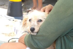 vetmovel-chega-com-atendimento-gratuito-ao-bom-jardim
