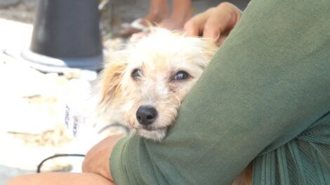 vetmovel-chega-com-atendimento-gratuito-ao-bom-jardim