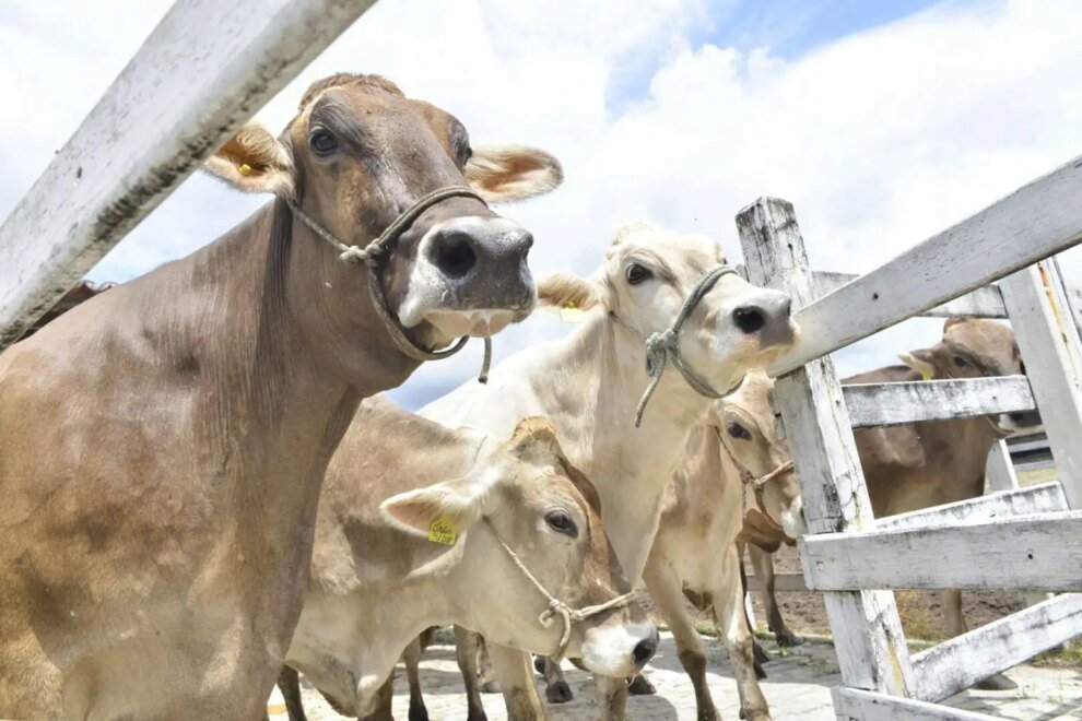 ceara-recebe-certificado-internacional-como-estado-livre-da-febre-aftosa-sem-vacinacao