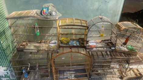 policia-militar-resgata-oito-aves-silvestres-e-homem-e-detido-em-juazeiro-do-norte