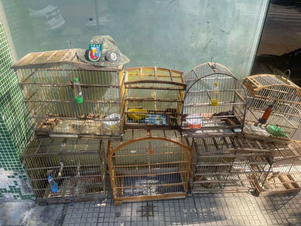 policia-militar-resgata-oito-aves-silvestres-e-homem-e-detido-em-juazeiro-do-norte