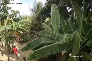 mulher-flagrada-levando-botijao-de-buffet-em-horizonte-e-suspeita-de-outros-furtos-na-regiao