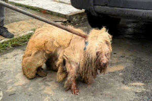 ex-tutores-de-scooby-sao-indiciados-por-maus-tratos-e-fecham-acordo-de-r$-20-mil