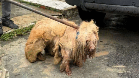 ex-tutores-de-scooby-sao-indiciados-por-maus-tratos-e-fecham-acordo-de-r$-20-mil