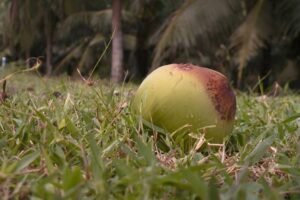 paraipaba-(ce)-conquista-mercado-internacional-com-tecnologia-e-qualidade-no-cultivo-do-coco